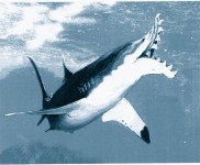 Shark_duotone