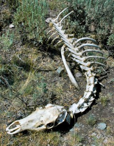 Photo of an elk carcass on dirt.