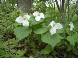Photo of the large-flowered white trillium, a wildflower that grows in the forests of the upper Midwest.