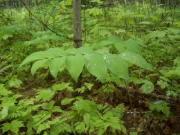 Photo of forest floor plant life.