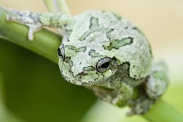 Photo of the gray treefrog