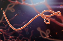 Ebola virus