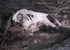 Photo of an elk skull.