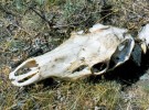Photo of an elk carcass on dirt.