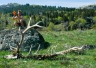 Photo of a man on a rock with a large elk skeleton on the ground in the foreground.