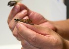 Photo of a close-up view of a hand holding an insect that is being studied by Wright State researchers.