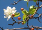 Photo of a close up of a flowering bloom on a branch