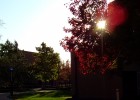 Photo of sunset's rays peeking through a tree on campus