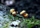 Photo of mushrooms on a log