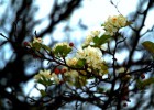 Photo of blooms on a branch