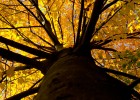 Photo of tree with yellow leaves taken from the base of the trunk looking directly up