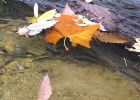 Photo of leaves in water next to a log