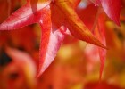 Photo of a close up of a red leaf