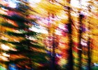 Photo of blurred forrest