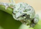 Photo of the gray treefrog