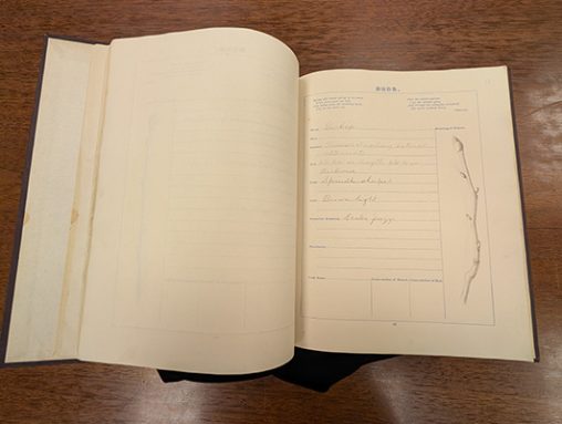 Orville Wright's botany sketchbook opened to a page depicting a plant.